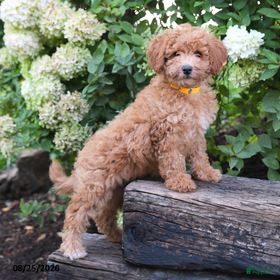 Maltipoo dogs Sunflower - Ad 2