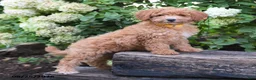Maltipoo dogs for sale: Sunflower - Ad 2