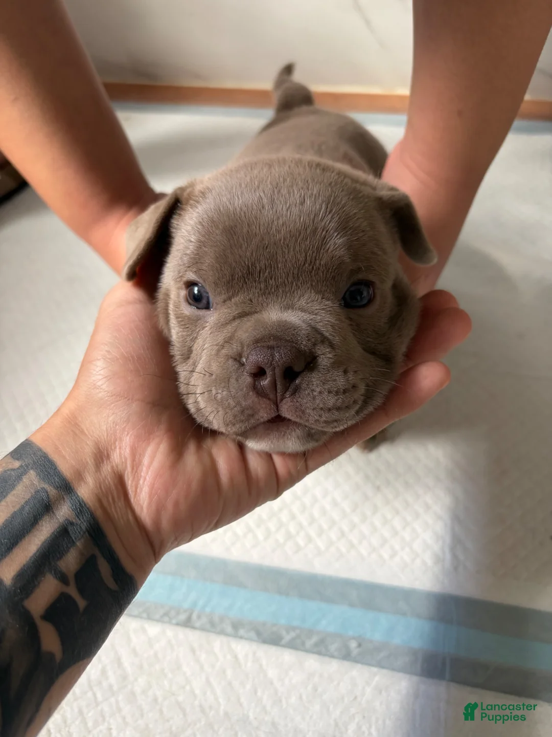 American Bulldog dogs for sale: American Bulldog 1 - Ad 2