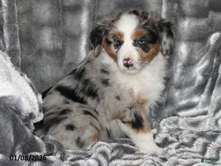 Miniature Australian Shepherd dogs Annie - Ad 35