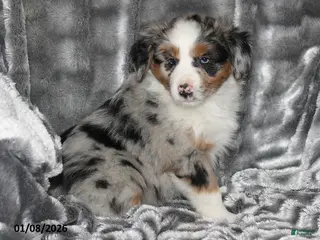 Miniature Australian Shepherd dogs Annie - Ad 42