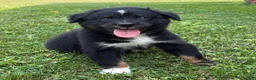 Australian Shepherd dogs for sale: Forest  - Ad 9