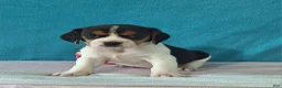 Beagle dogs for sale: dolly - Ad 1