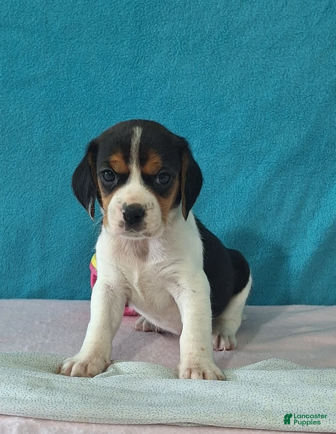 Beagle dogs for sale: dolly - Ad 1