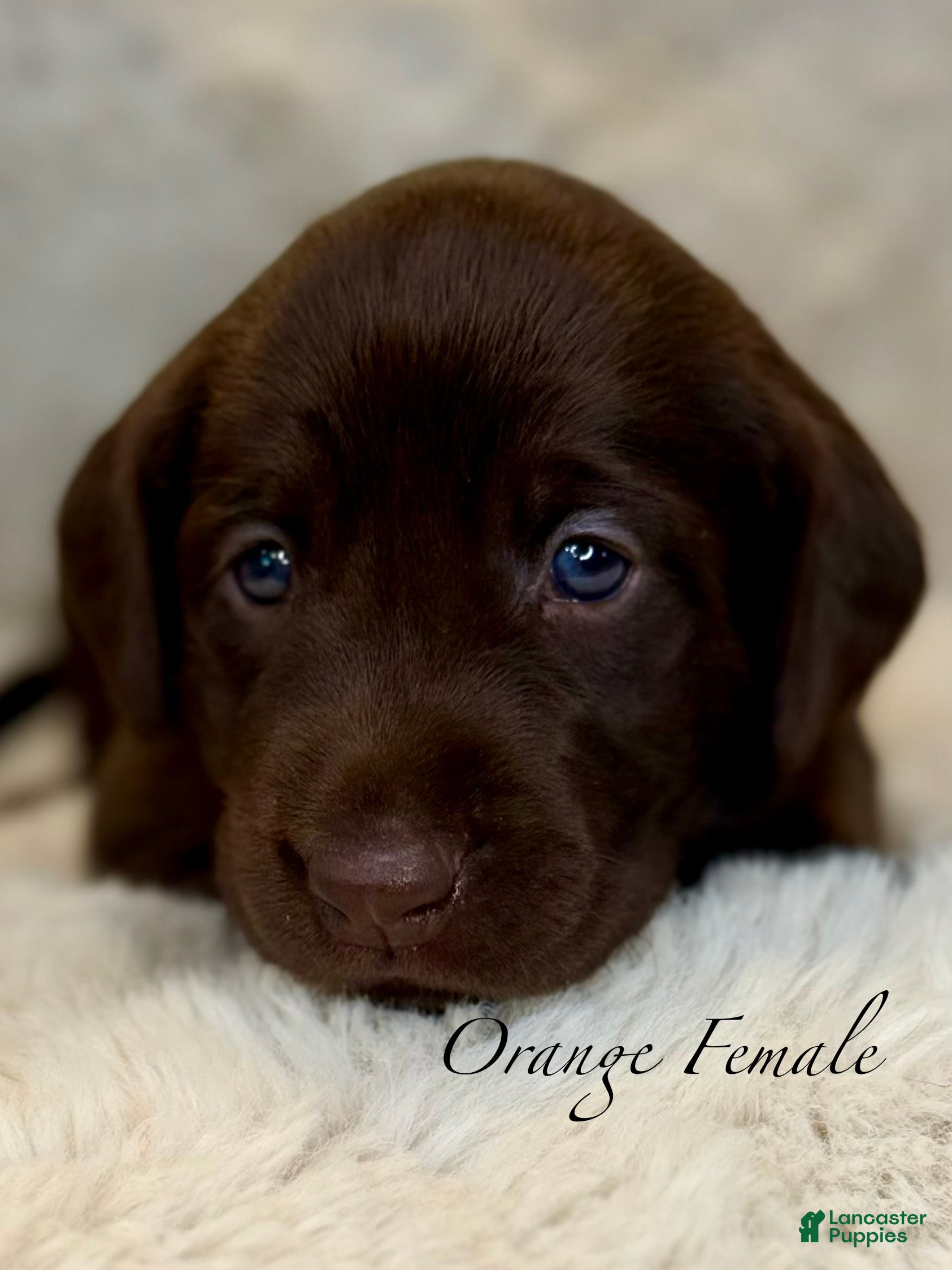 Labrador Retriever dogs Orange Female - Ad 1