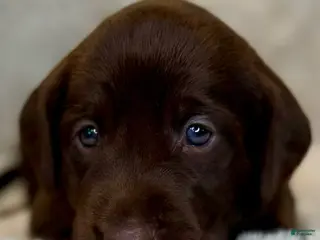 Labrador Retriever dogs Orange Female - Ad 1