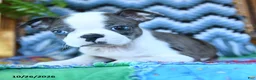 Boston Terrier dogs for sale: Honor - Ad 3