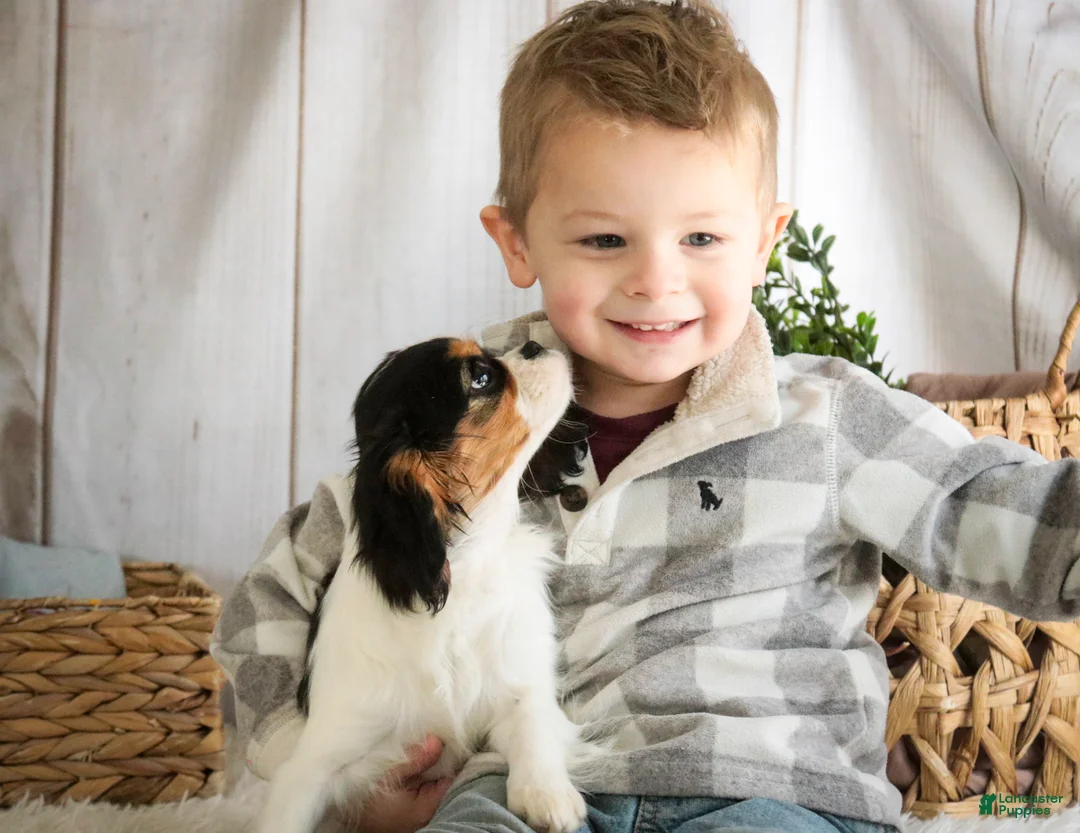 Cavalier King Charles Spaniel dogs for sale: Cherry - Ad 9