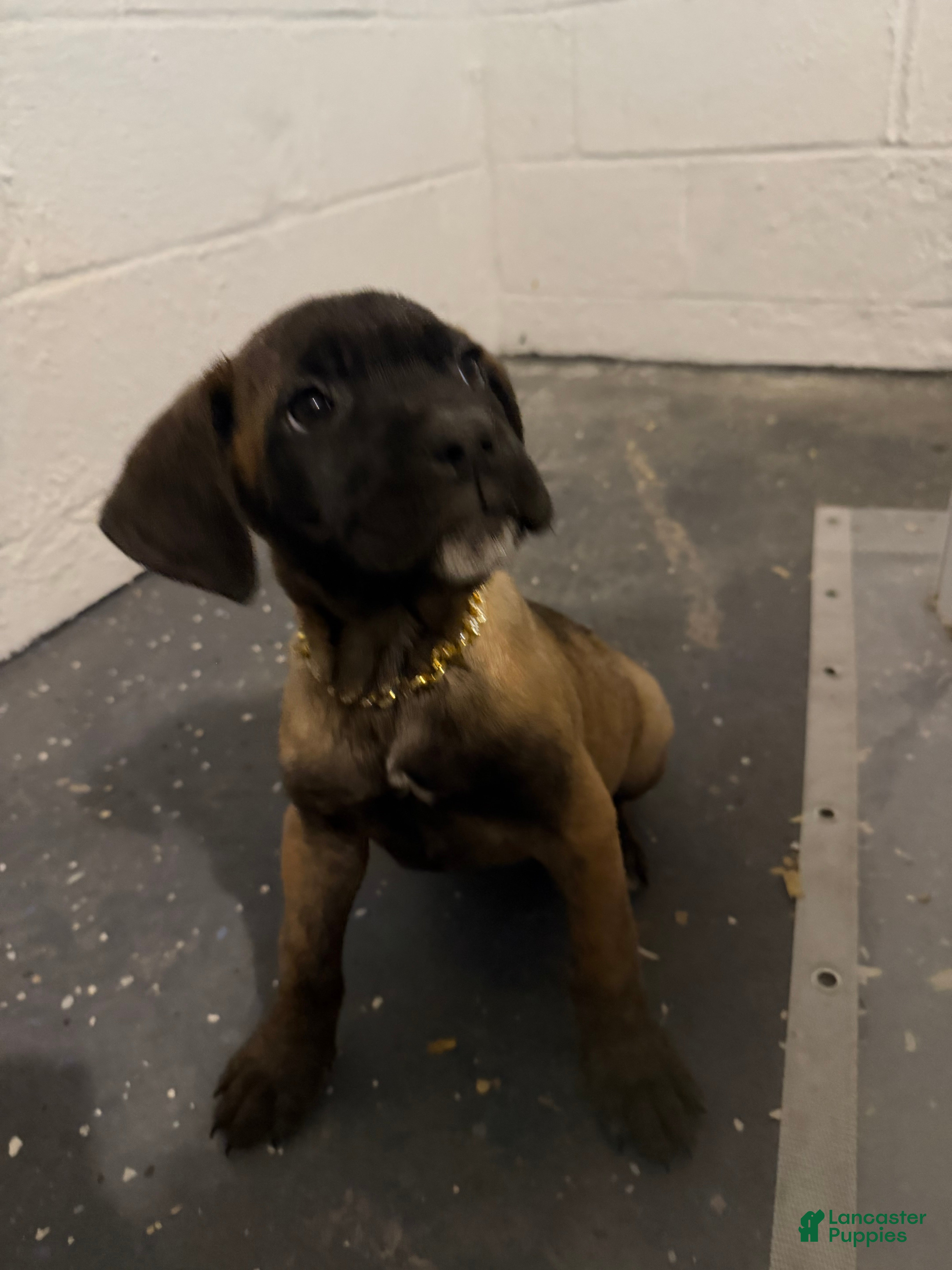 Cane Corso dogs Macy  - Ad 1