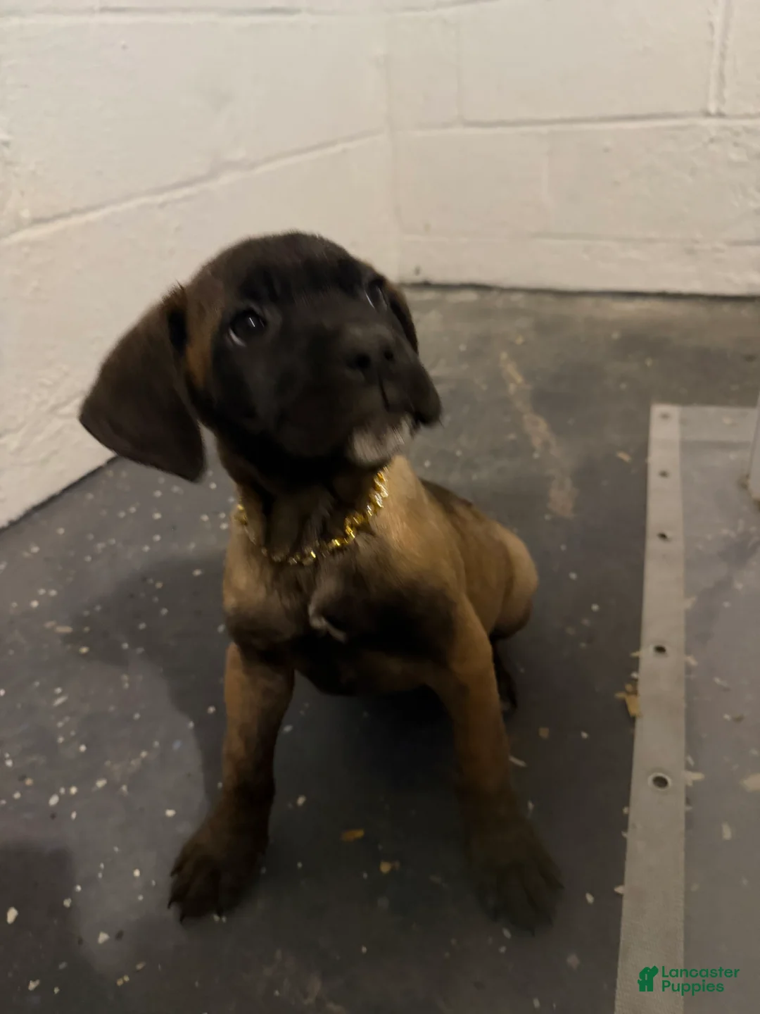 Cane Corso dogs for sale: Macy  - Ad 1