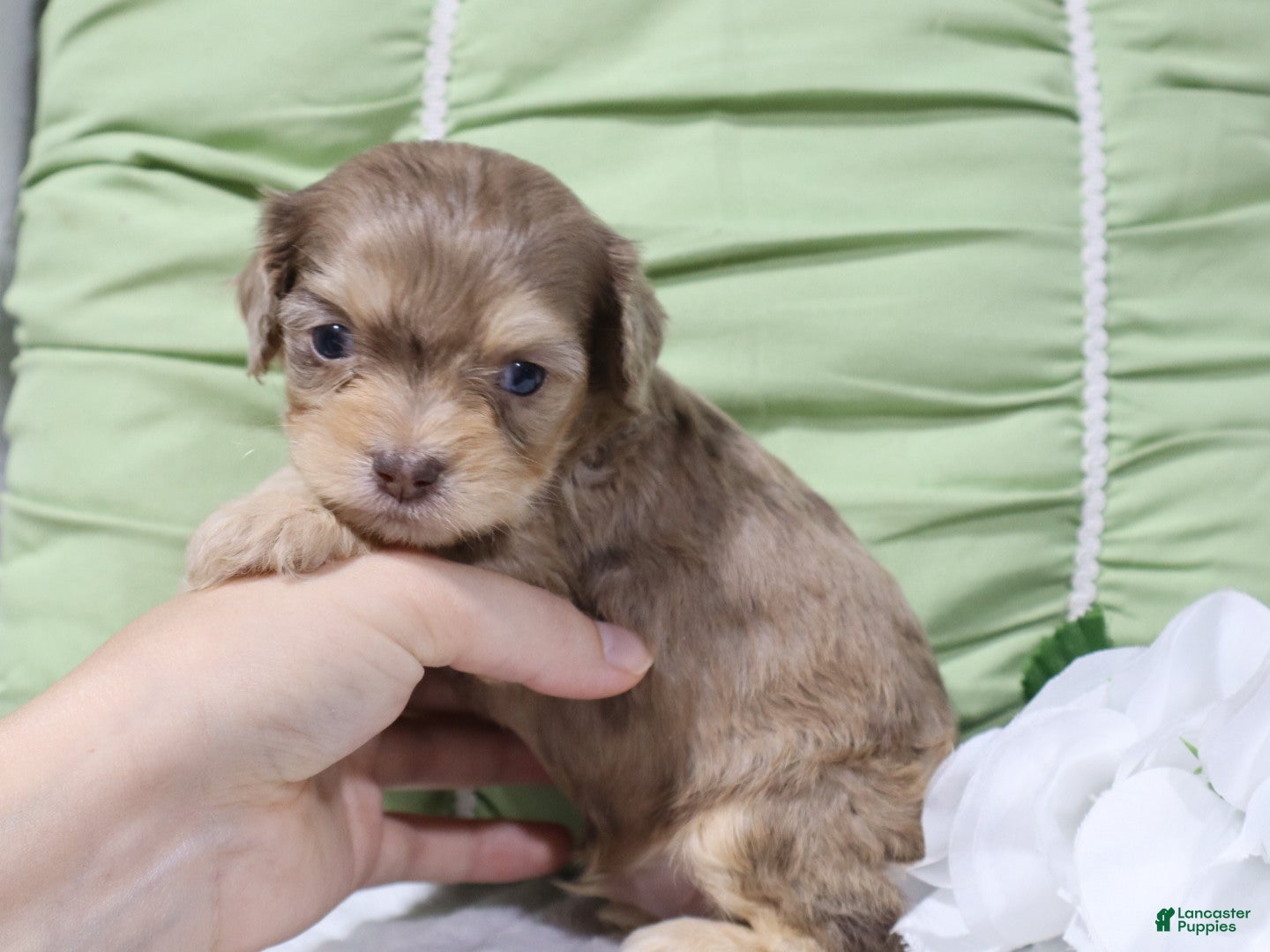 Cavapoo dogs Leif - Ad 1