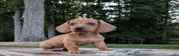 Dachshund dogs for sale: Milo - Ad 4