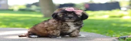 Shih Tzu dogs for sale: Fiona - Ad 8