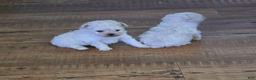 Standard Poodle dogs for sale: Snow - Ad 9