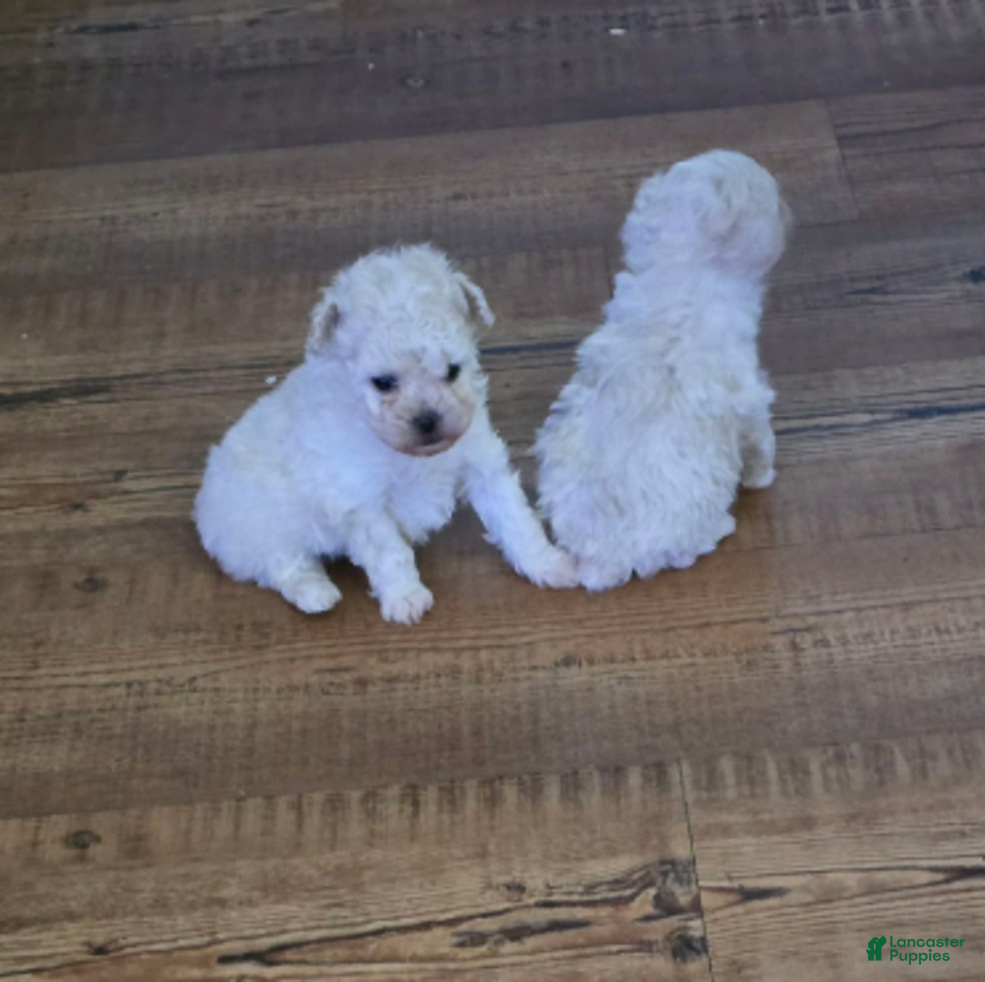 Standard Poodle dogs for sale: Snow - Ad 9