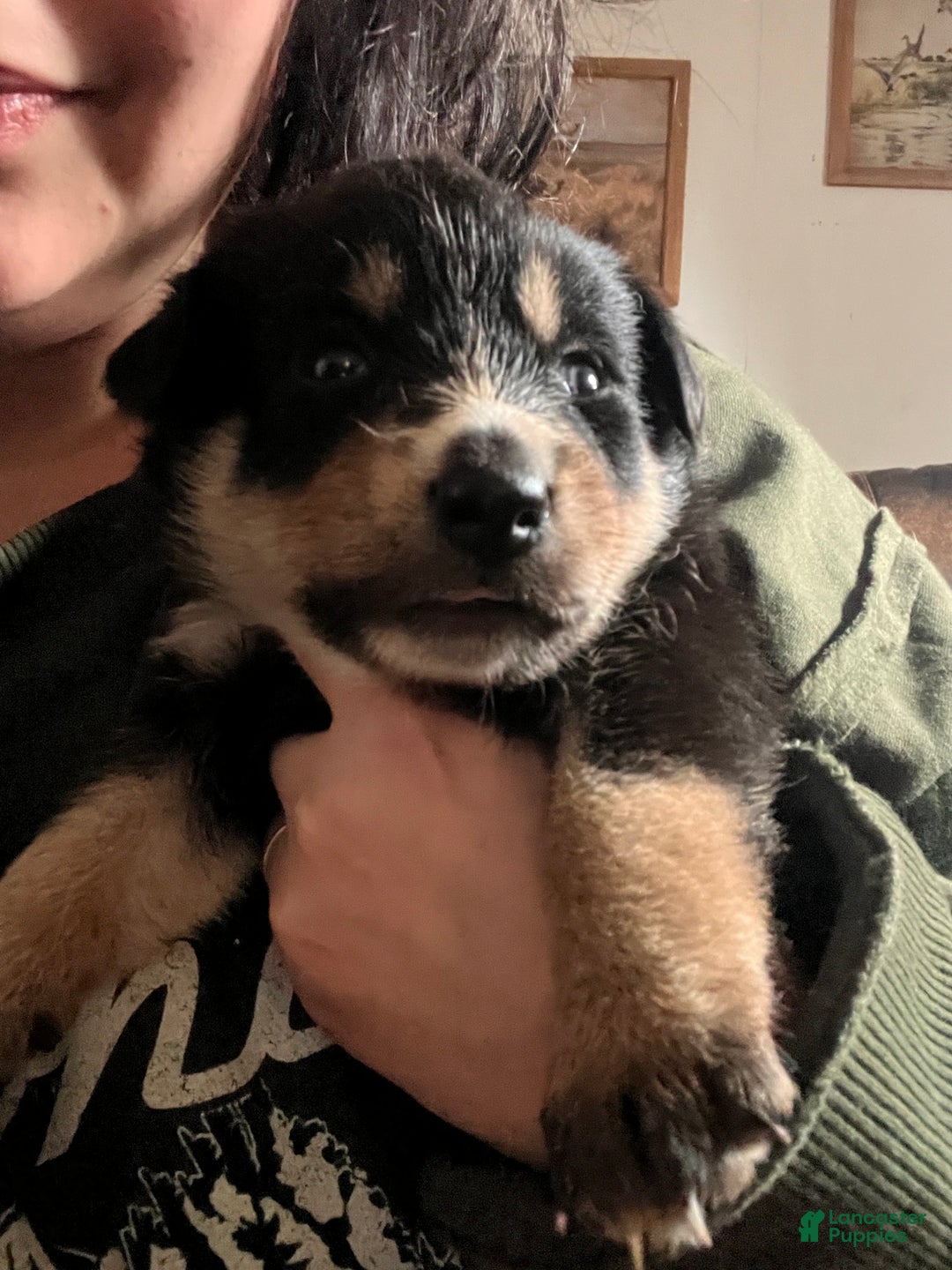 Mixed Breed dogs for sale: Steffie - Ad 3