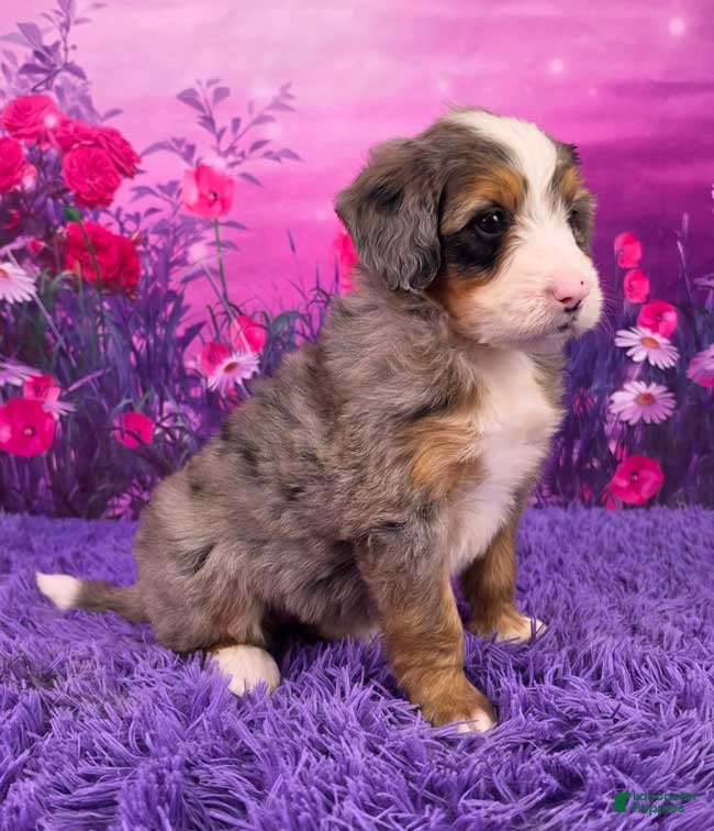 Mini Bernedoodle dogs Nellie - Ad 2