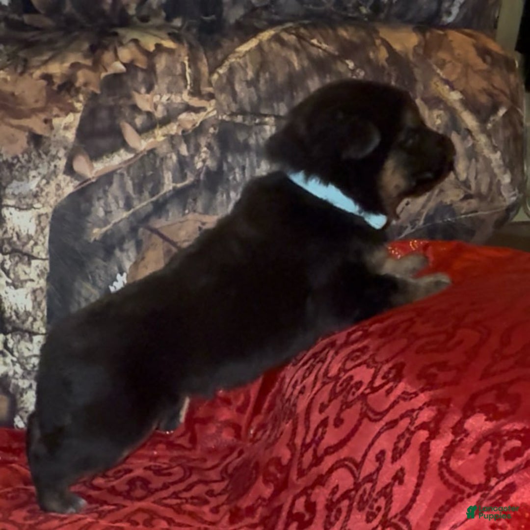 German Shepherd dogs for sale: SWAYZE - Ad 8