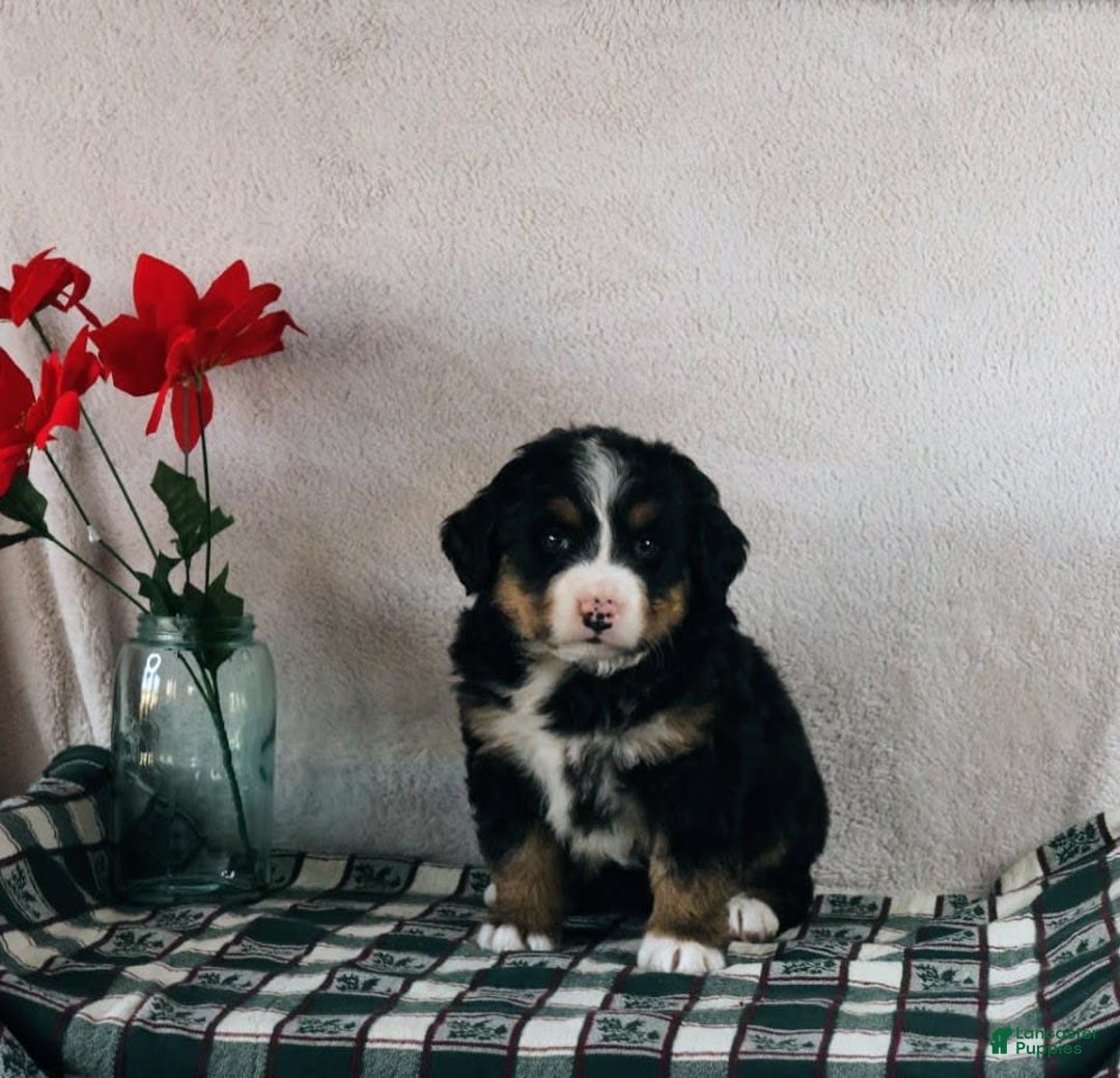 Gallery Image {{count}}