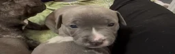 American Bully dogs for sale: Star, blue female w/ white snip - Ad 8