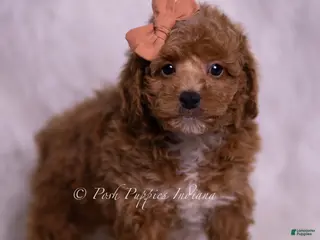 Toy Poodle dogs Misocute - Ad 29