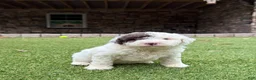 Aussiedoodle dogs for sale: Rambo - Ad 4