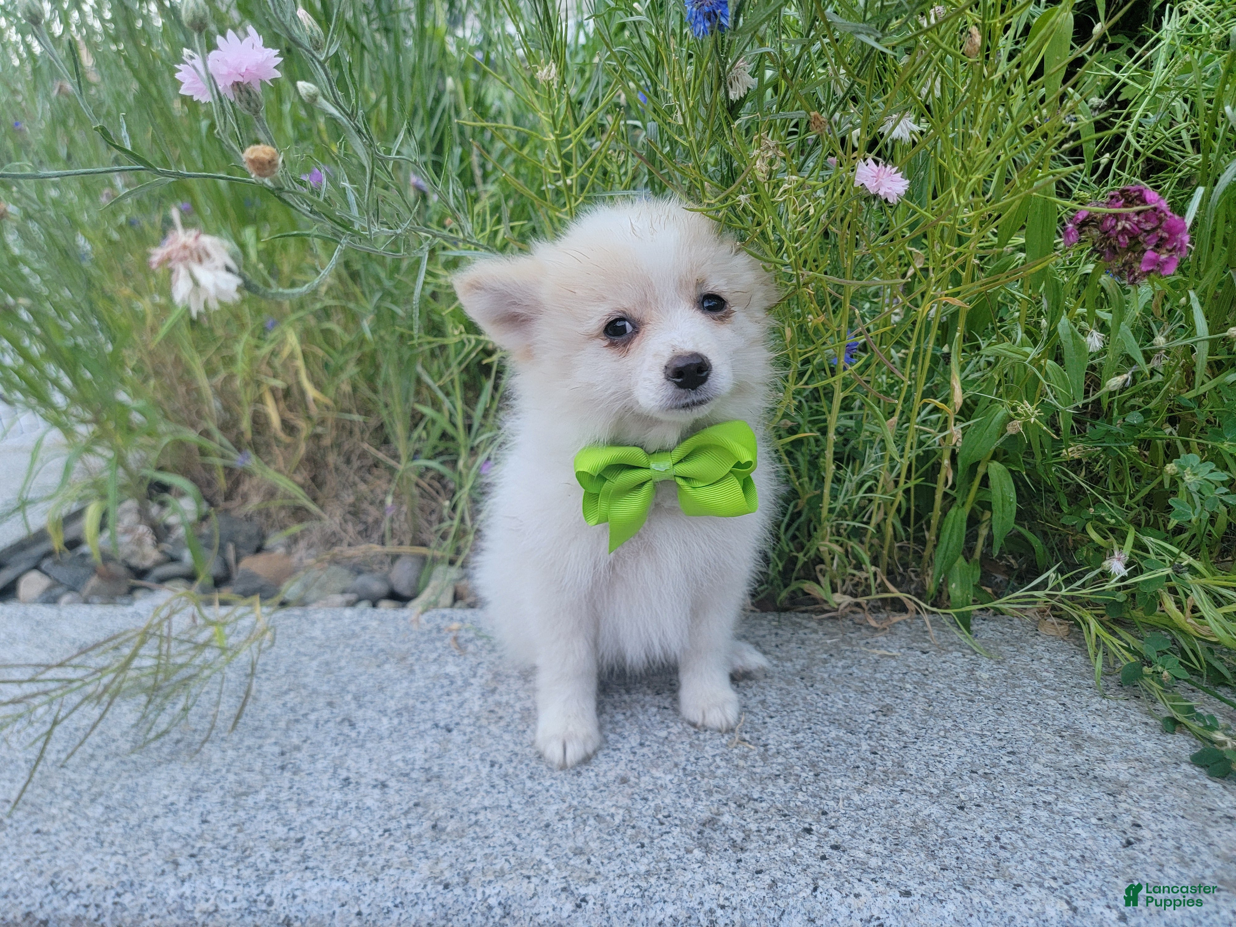 Pomeranian dogs Arcanine - Ad 2