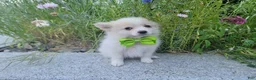 Pomeranian dogs for sale: Arcanine - Ad 6