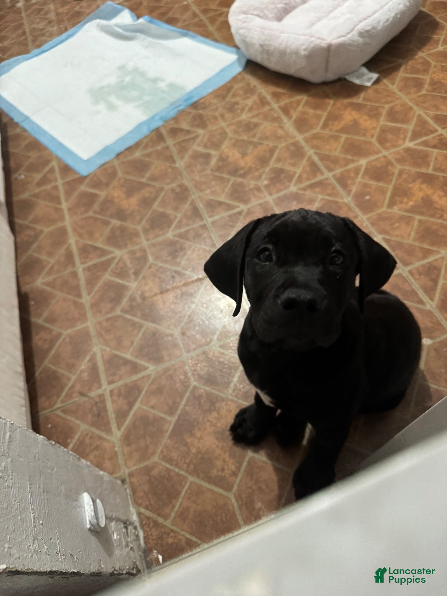 Mixed Breed dogs for sale: Mixed Breed 1 - Ad 25