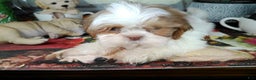 Shih Tzu dogs for sale: piolin - Ad 5