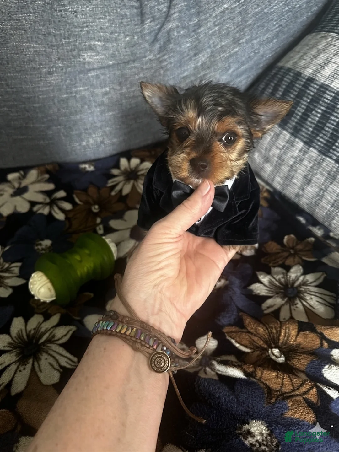 Yorkshire Terrier dogs for sale: AKC Leo - Ad 2