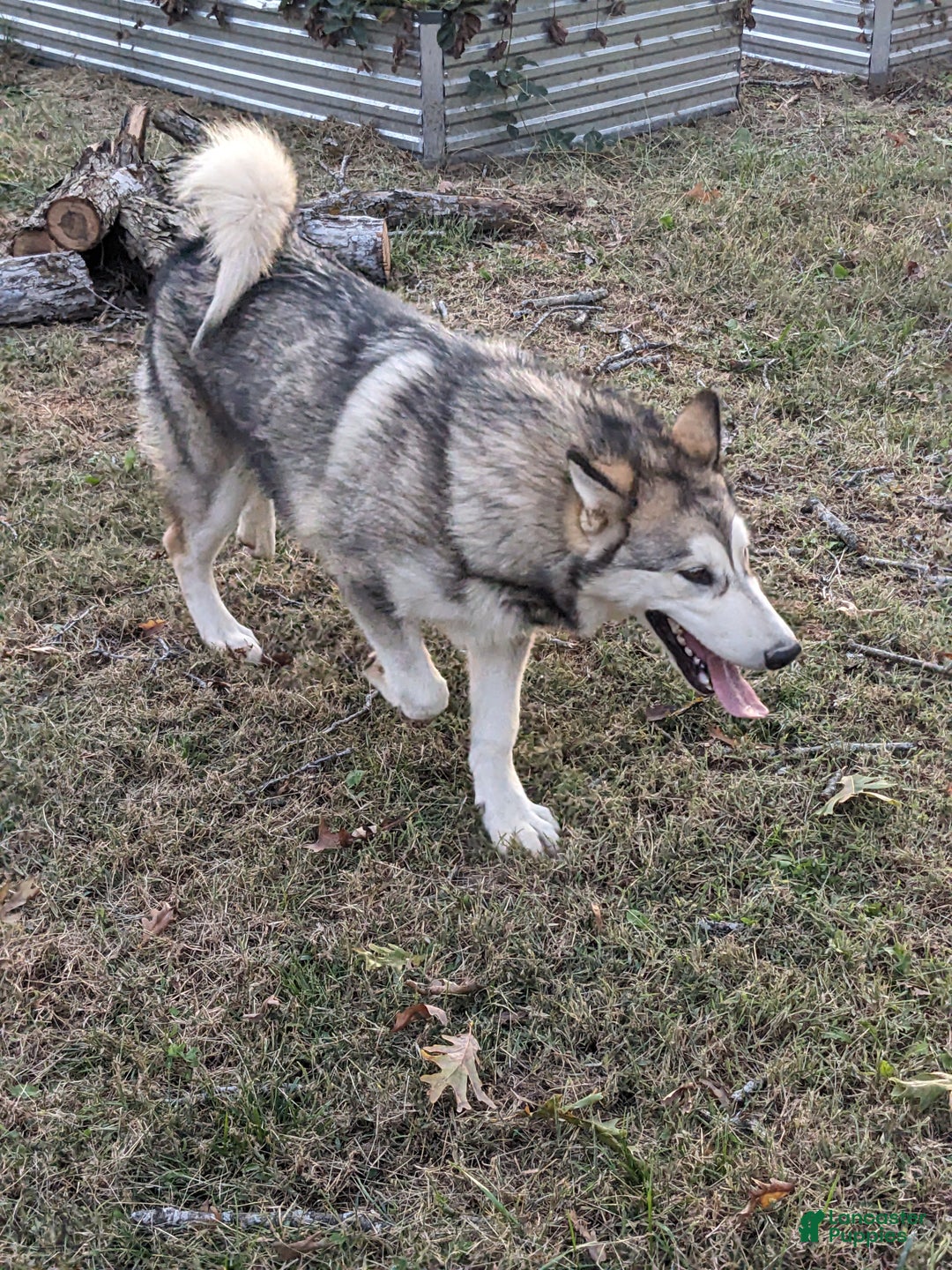 Alaskan Malamute dogs for sale: Willow - Ad 3