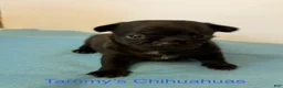 Chihuahua dogs for sale: Panther - Ad 8