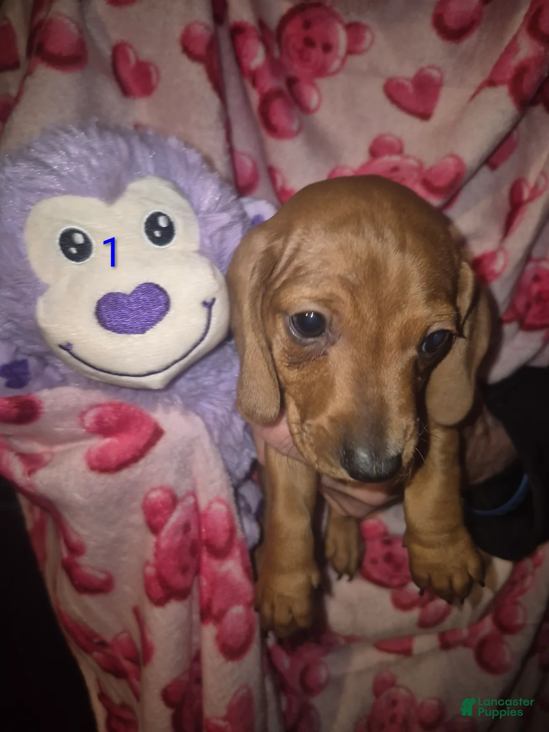 Miniature Dachshund dogs for sale: Miniature Dachshund Puppy 1 - Ad 1
