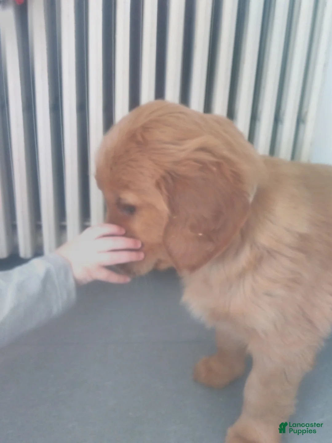 Golden Retriever dogs for sale: Bear –(white collar) “I’m the big soft cuddle-bug.” - Ad 2