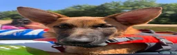 Mixed Breed dogs for sale: Mixed Breed 2 - Ad 6
