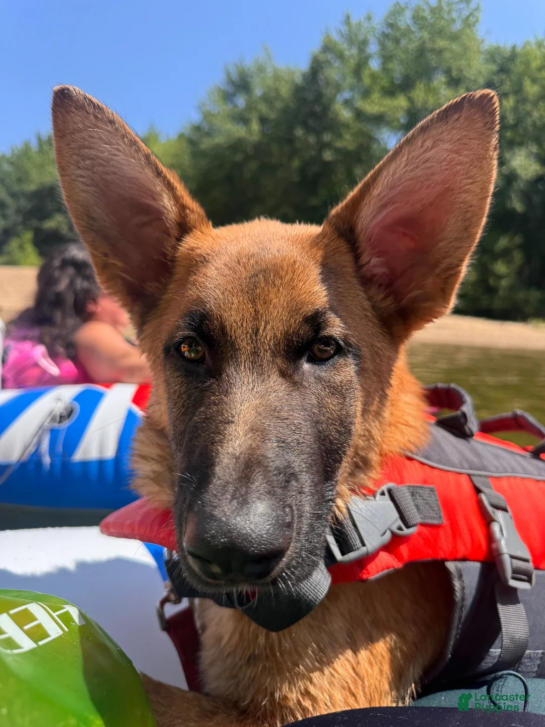 Mixed Breed dogs for sale: Mixed Breed 2 - Ad 6