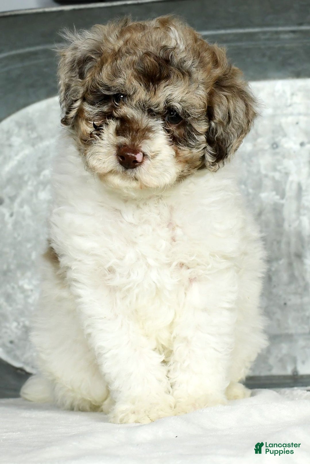 Miniature Poodle dogs for sale: Jace - Ad 6