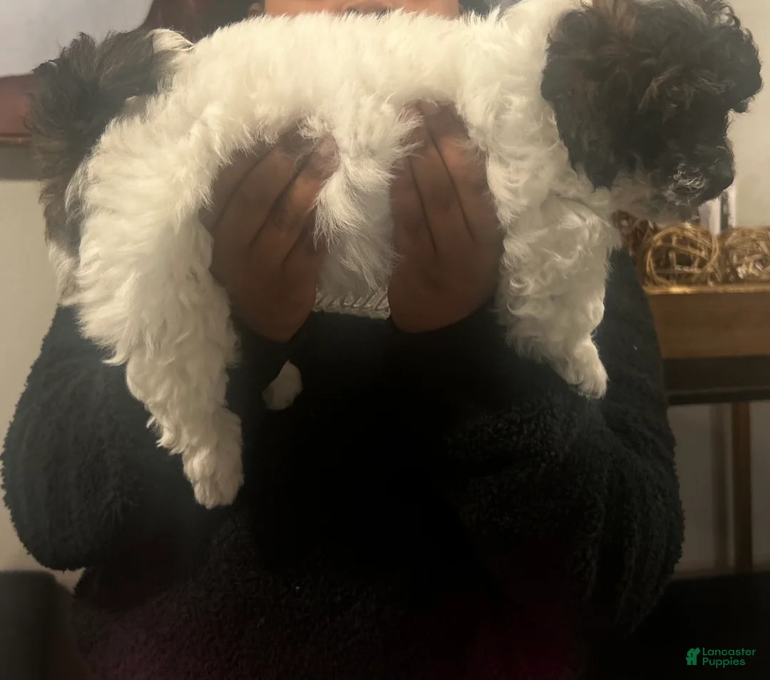 Shihpoo dogs for sale: Shihpoo Puppy 2 - Ad 2