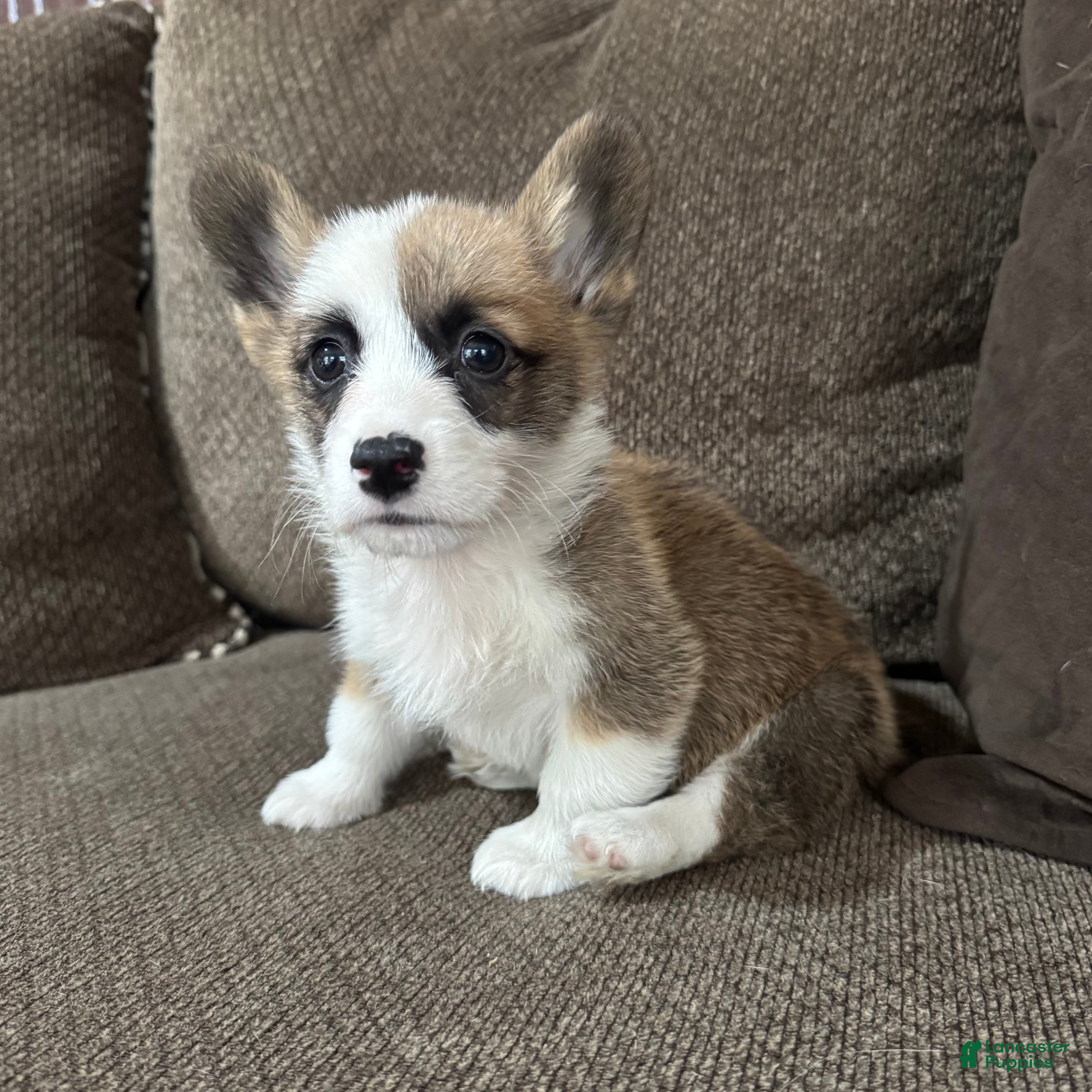 Welsh Corgi Pembroke dogs 1 Chester  - Ad 1