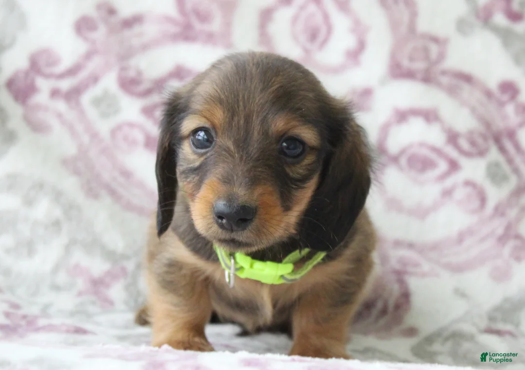 Miniature Dachshund dogs for sale: Chocolate - Ad 1