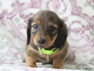 Miniature Dachshund dogs for sale: Chocolate - Ad 3