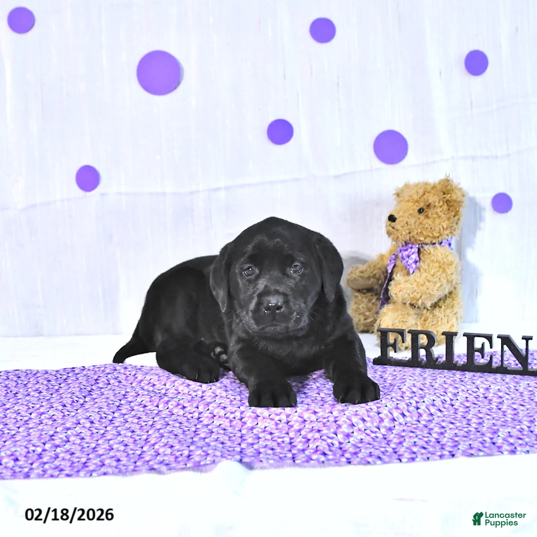 Labrador Retriever dogs for sale: Prissy - Ad 4