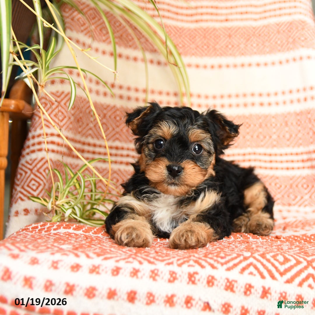 Yorkiepoo dogs for sale: Reggie - Ad 2