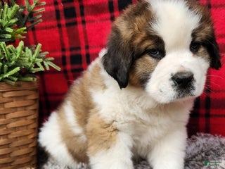 Saint Bernard dogs Dugen - Ad 15