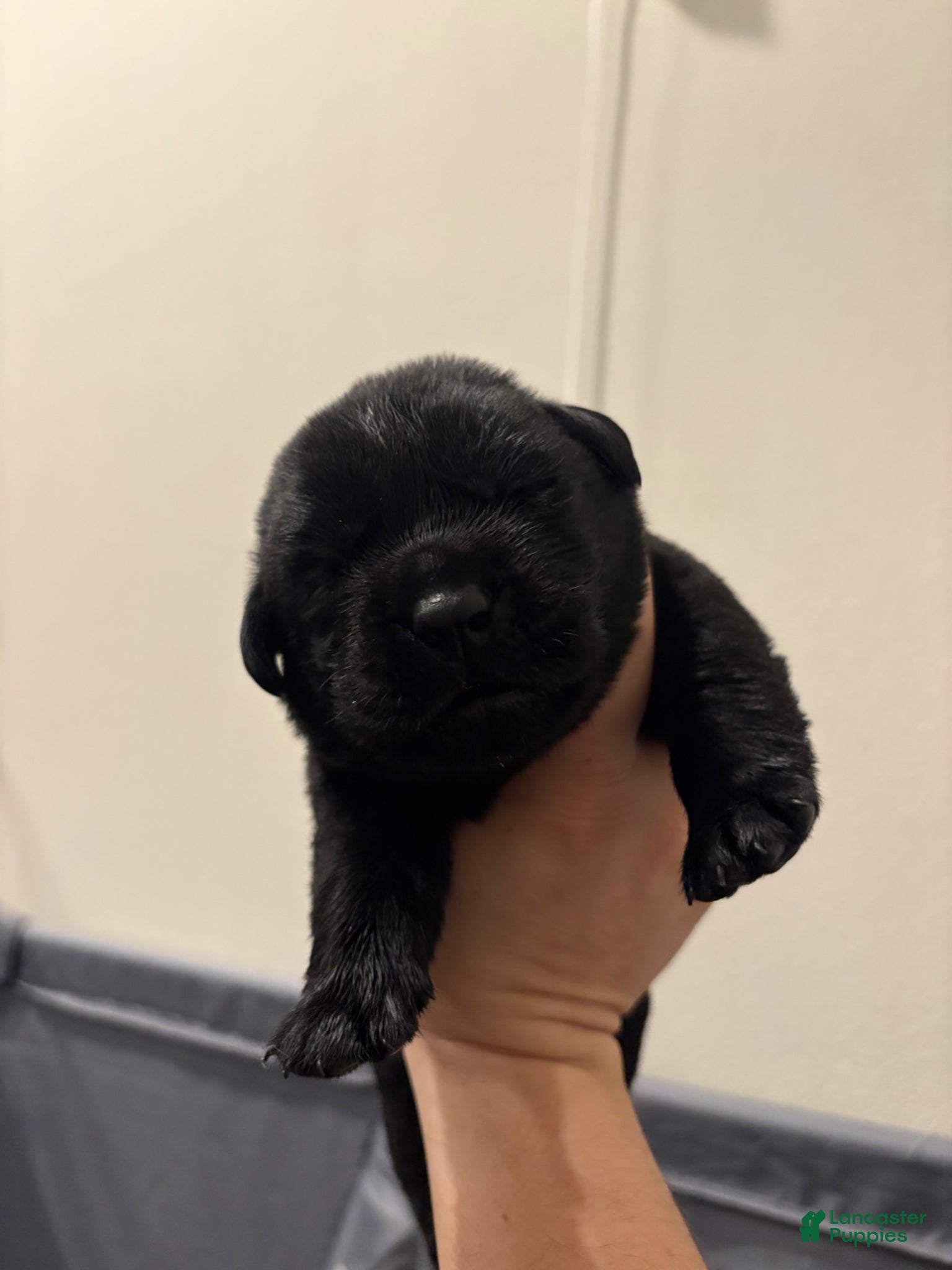 Labrador Retriever dogs Labrador Retriever Puppy 8 - Ad 1