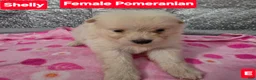Pomeranian dogs for sale: Shelly - Ad 1