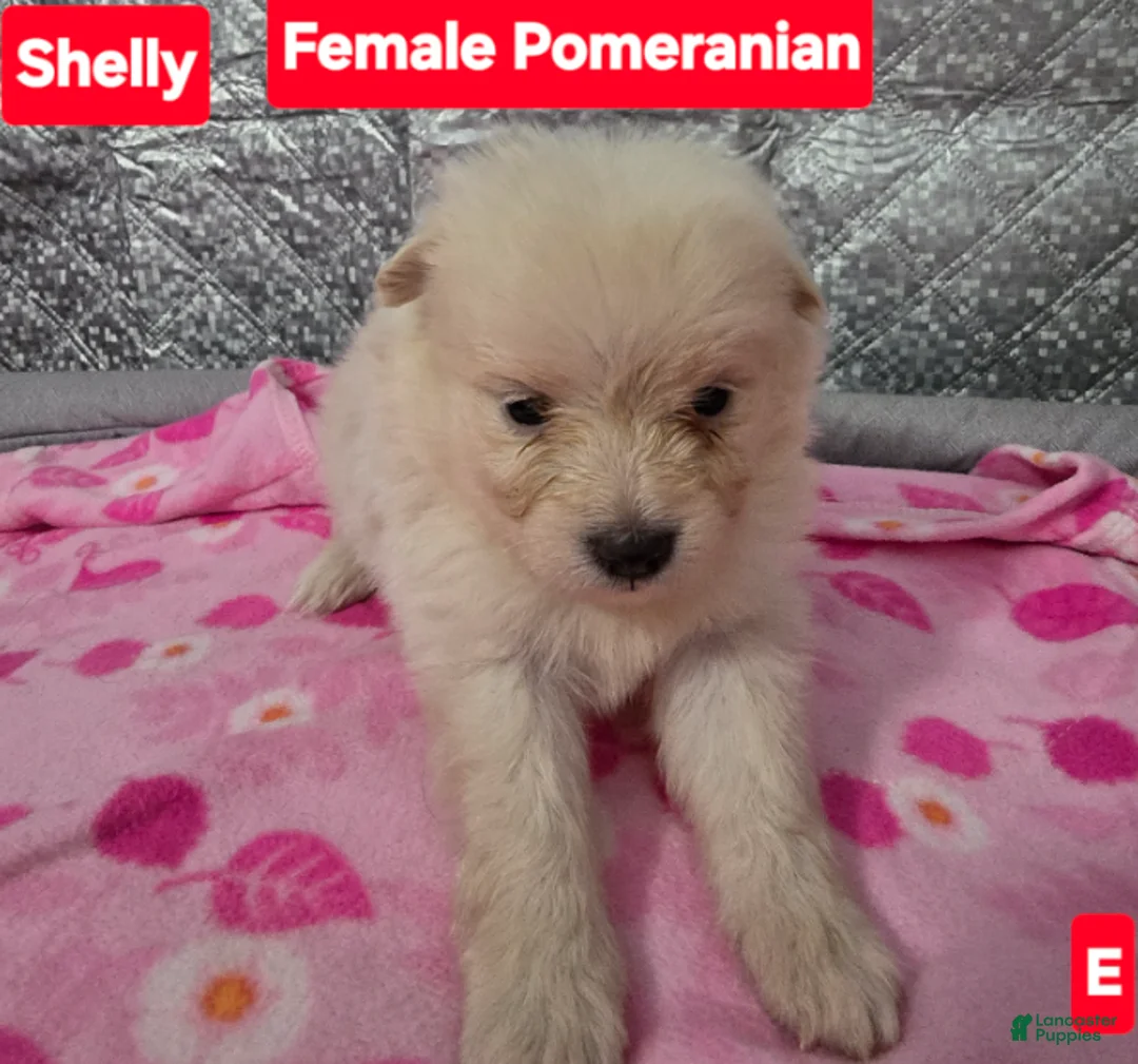 Pomeranian dogs for sale: Shelly - Ad 1