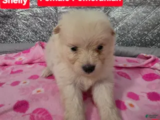 Pomeranian dogs Shelly - Ad 36