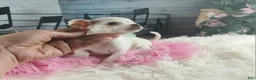 Chihuahua dogs for sale: Chocolate teacup Chihuahua girl. Hand delivery - Ad 6